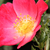 Roza - Mini - pritlikave vrtnice - Bay™